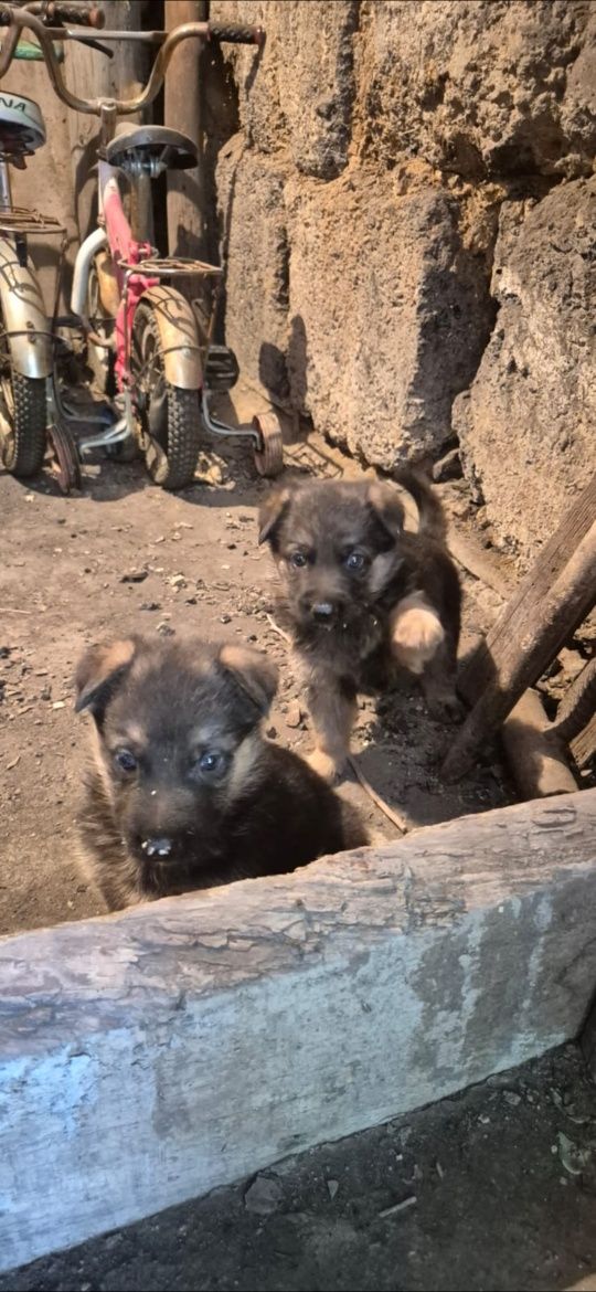 Продаётся щенки,немецкой овчарки