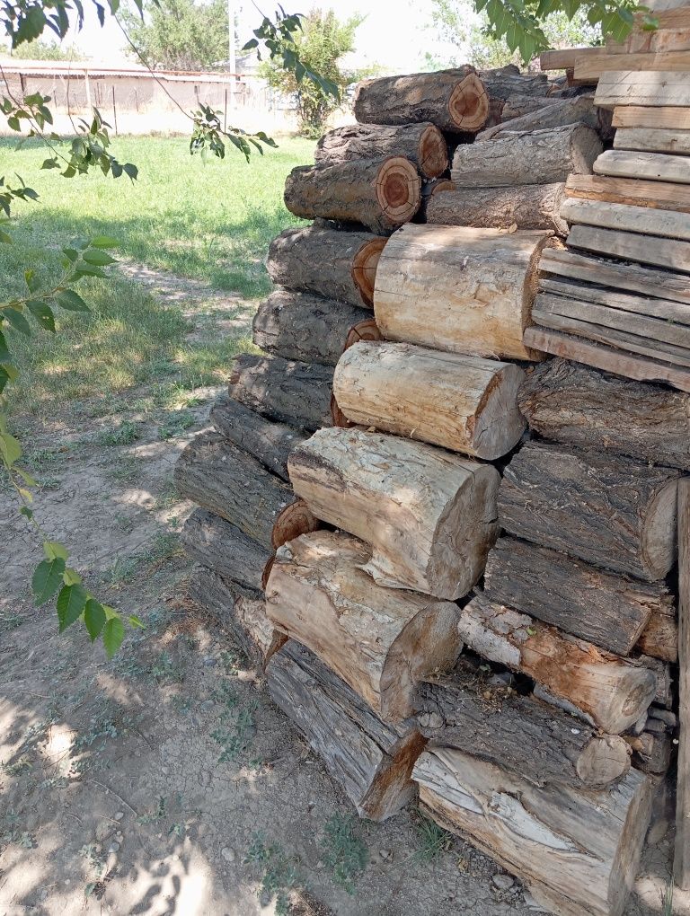 Қара ағаш кесілген