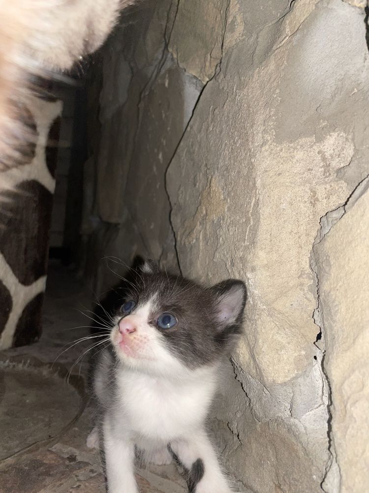 Отдам даром котят