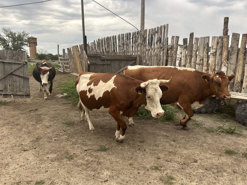 Продам хорошую дойную корову, 3 года. Телятся каждый год, доятся