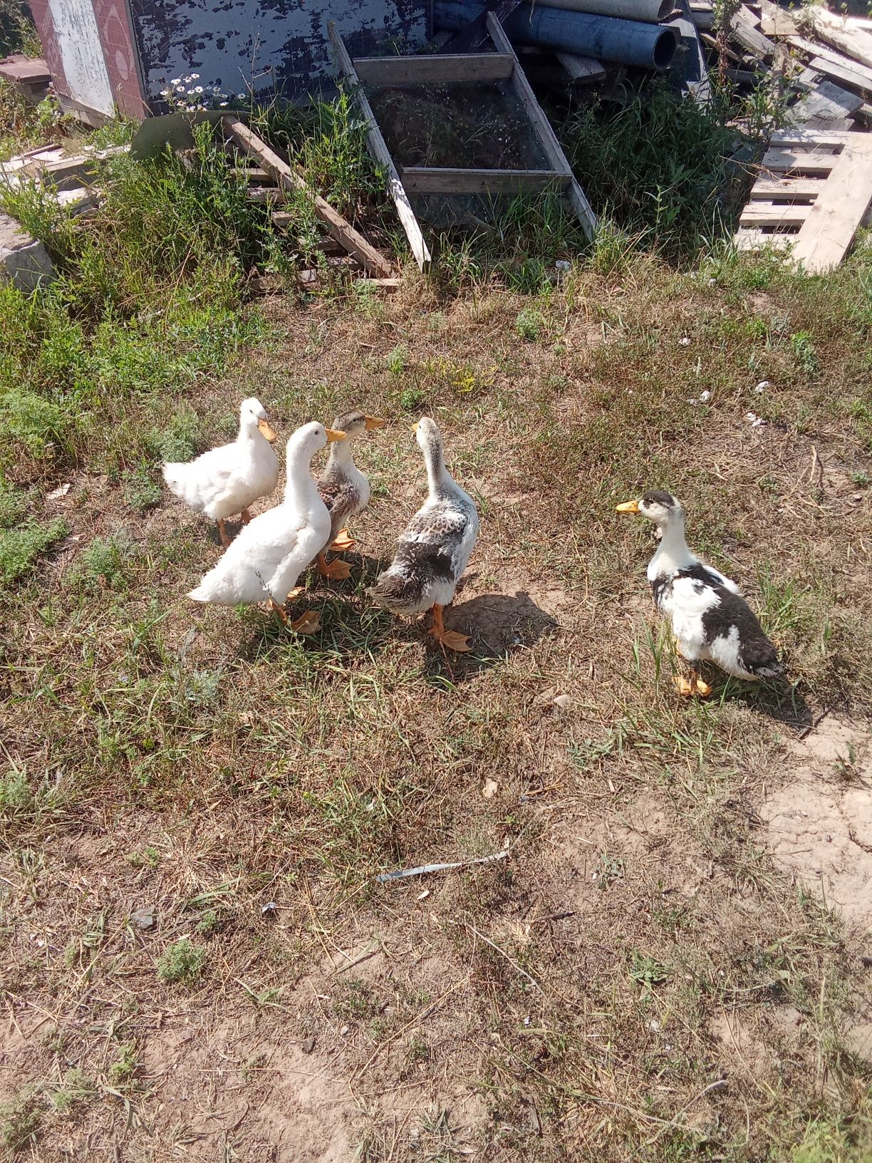 Продается 6 бройлеров, 5 уток, 2 гусят! Срочно!
