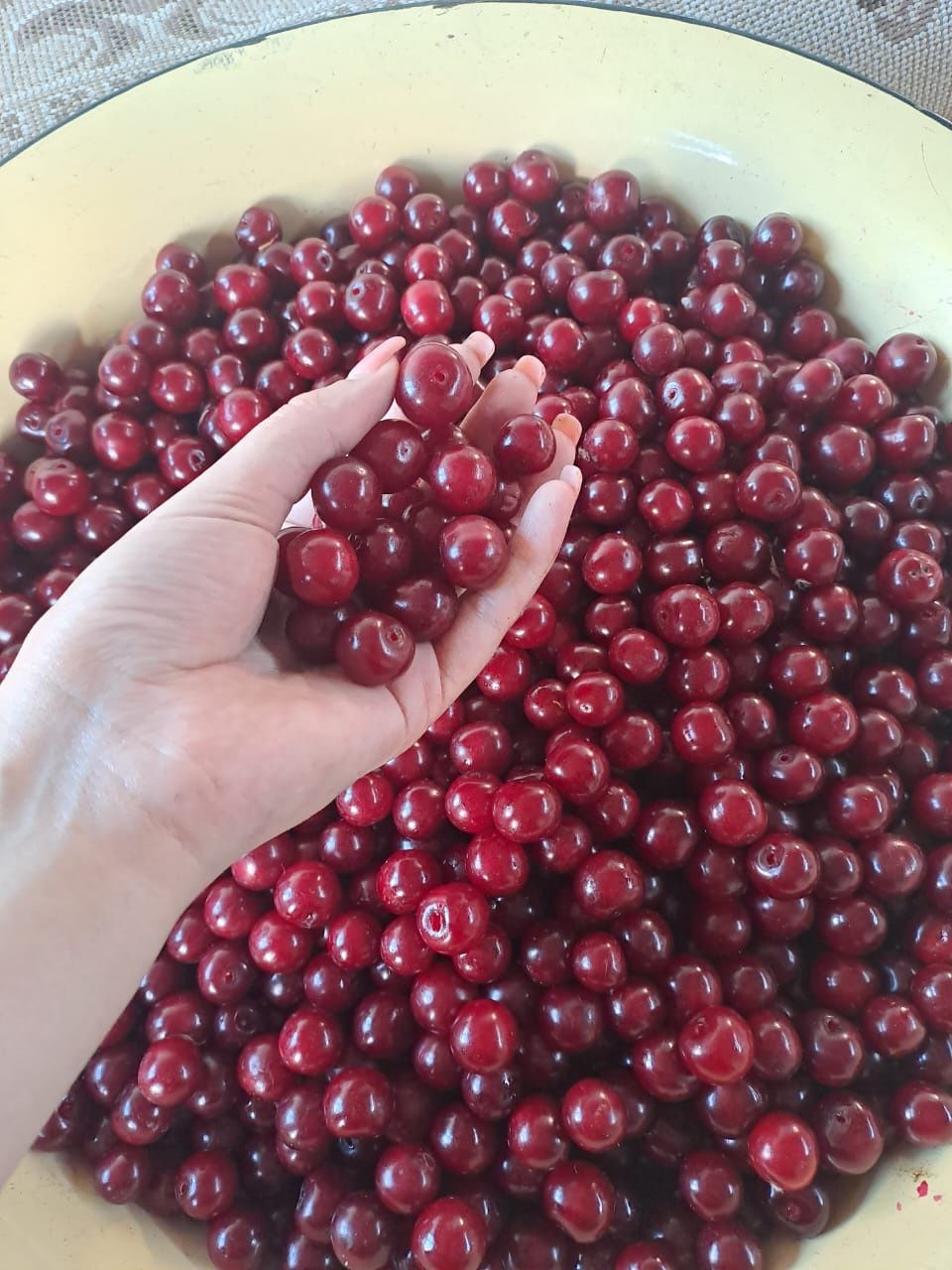Продаю садовую вишню