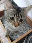 Молодые кошки и коты