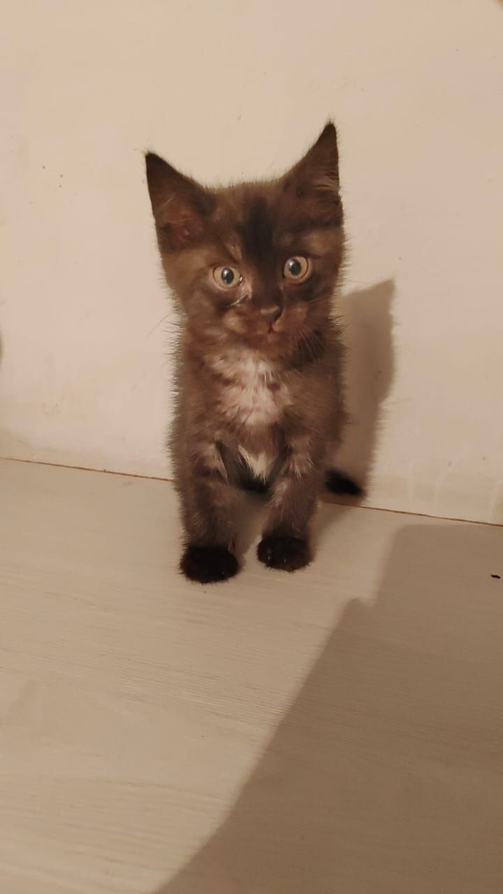 Красивые котята ищут мам и пап