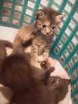Котята, 3 девочки