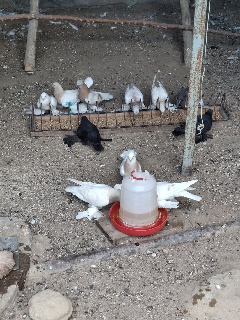 Продам голубей разных мастей