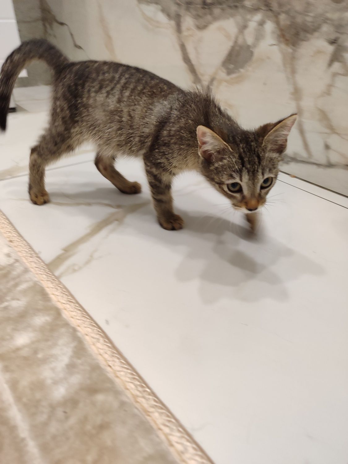 Котенок мальчик 2,5 месяца