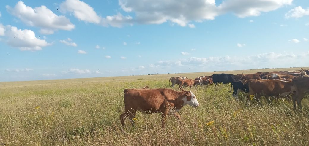 Продам четырех тёлок.