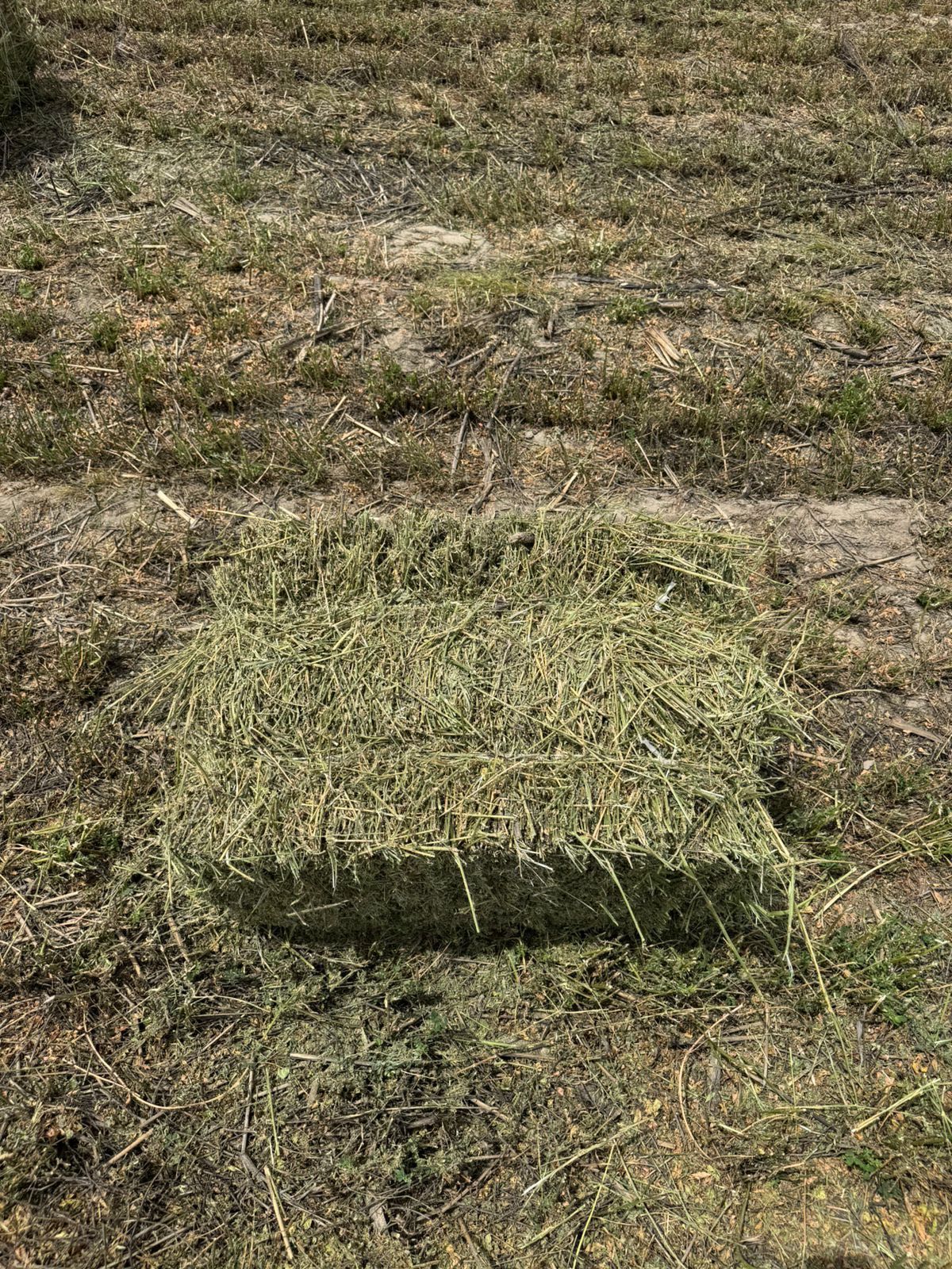 Тюки Люцерна Продам