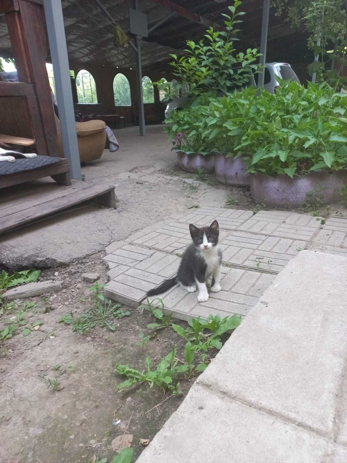 Чудные котята добрым людям