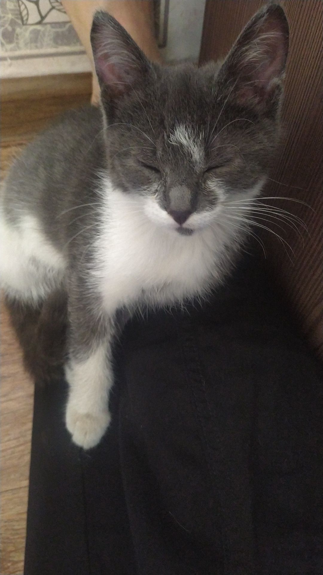 Отдам котенка в добрые руки,которые любят животных!