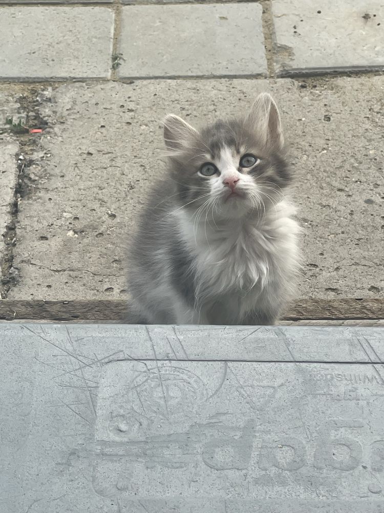 Отдам котят в добрые руки