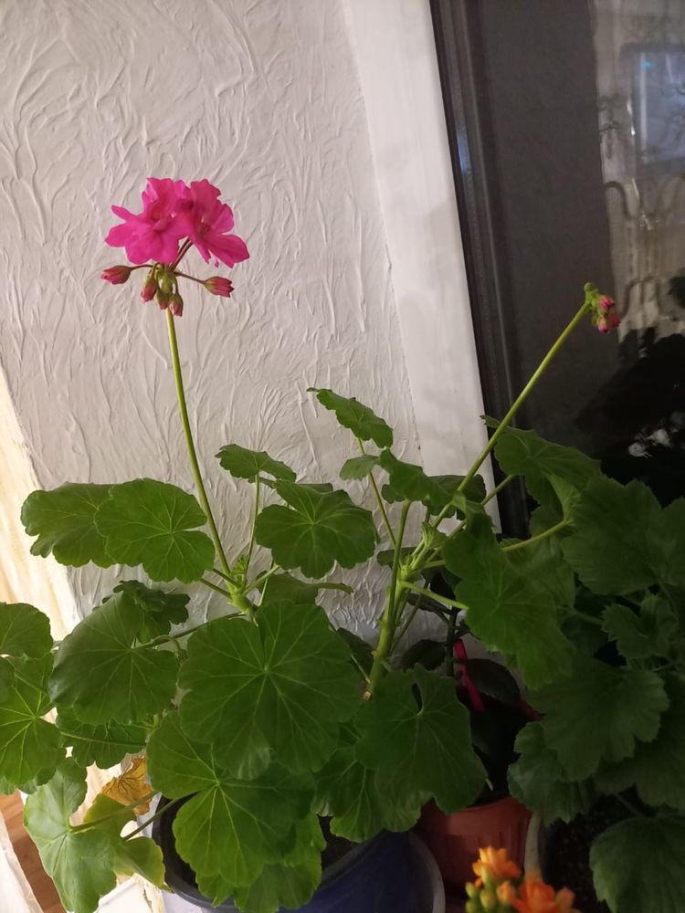 Цветы на 8 марта