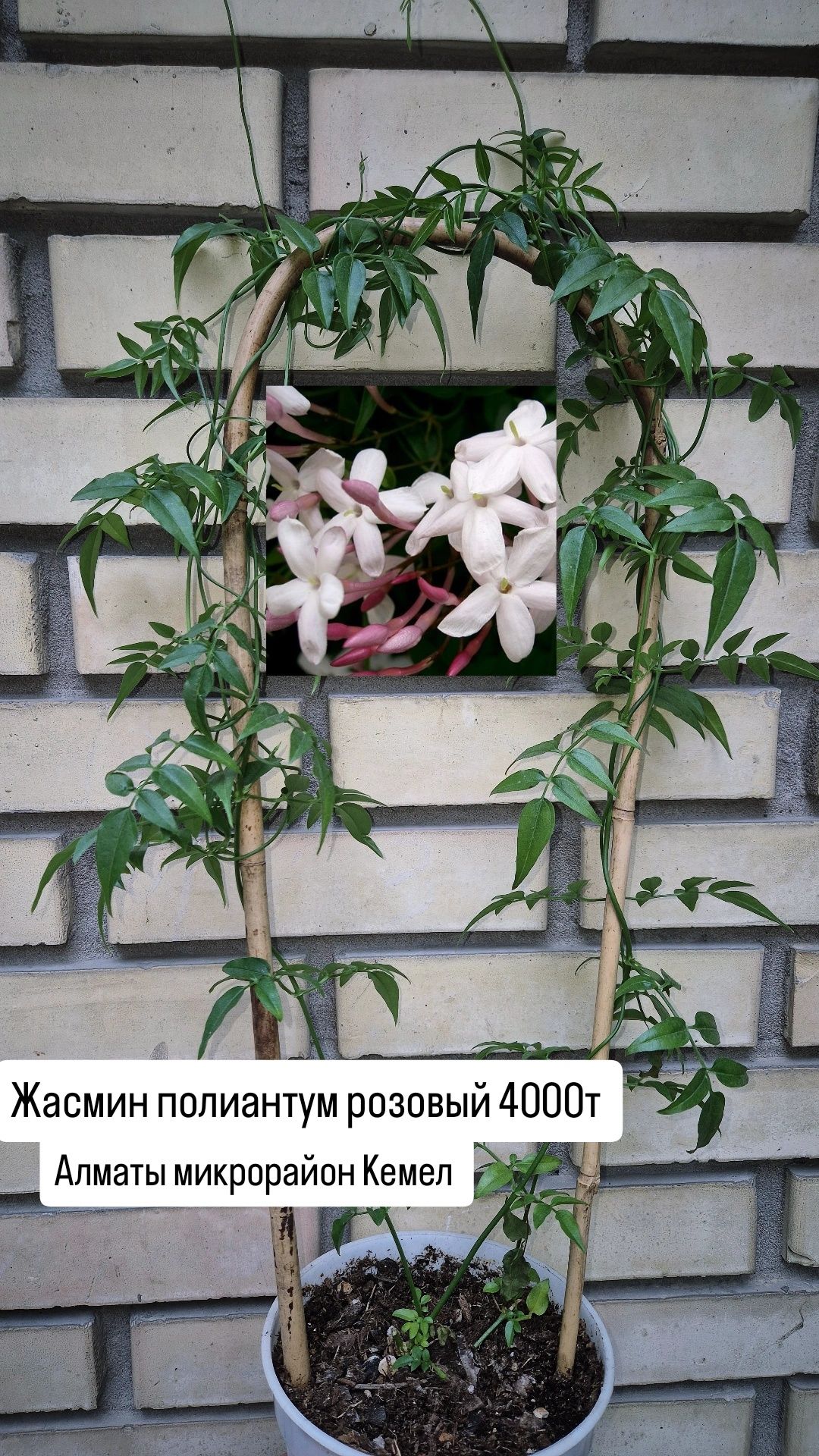 Комнатные растения