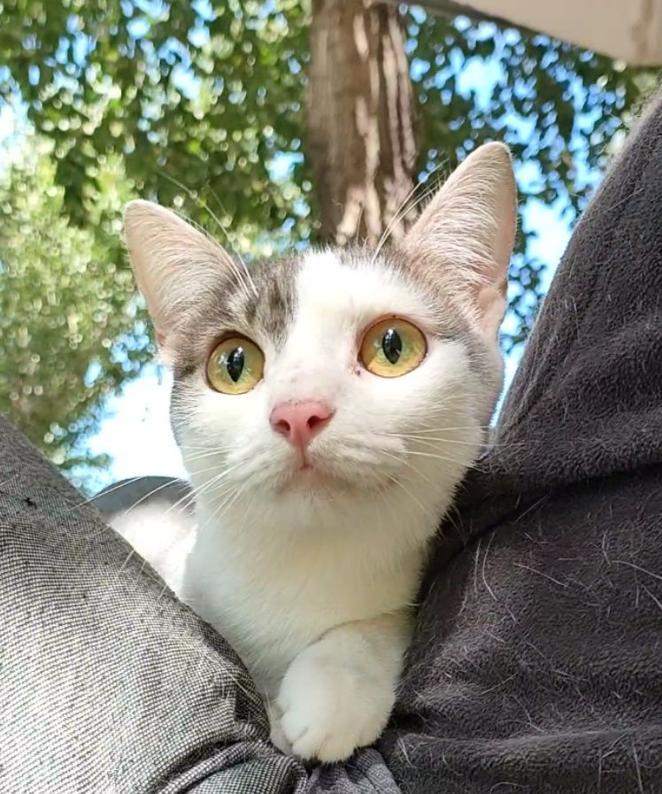 Кот, подросток, очень нежный