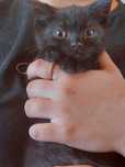 Отдам котят даром