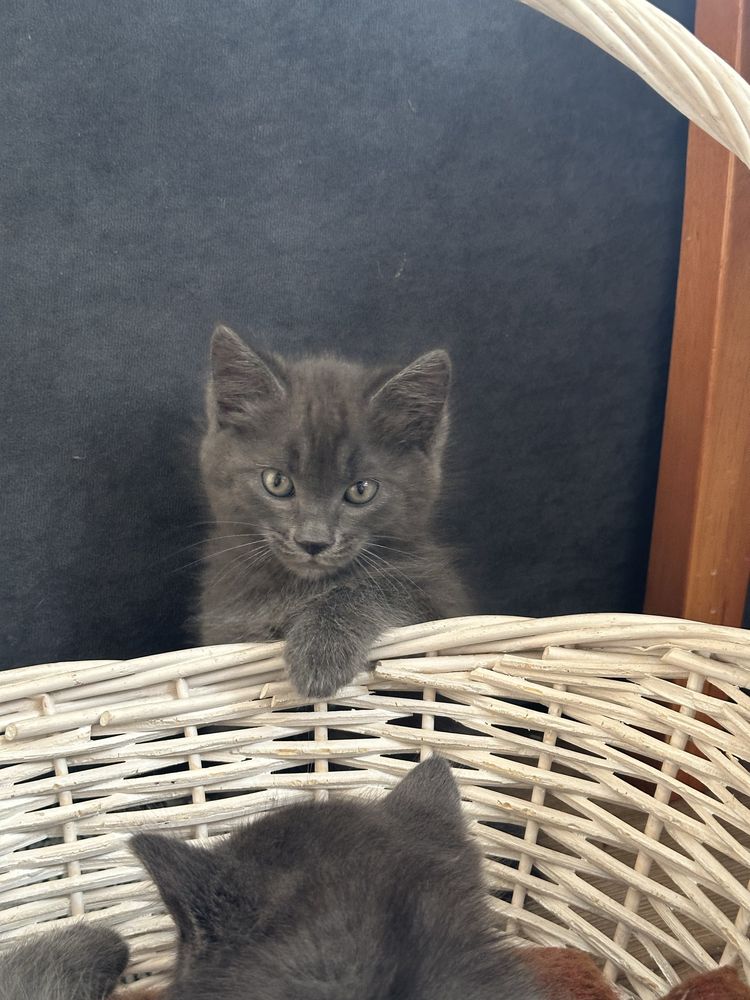Отдам котёнка 1,5 месяцев