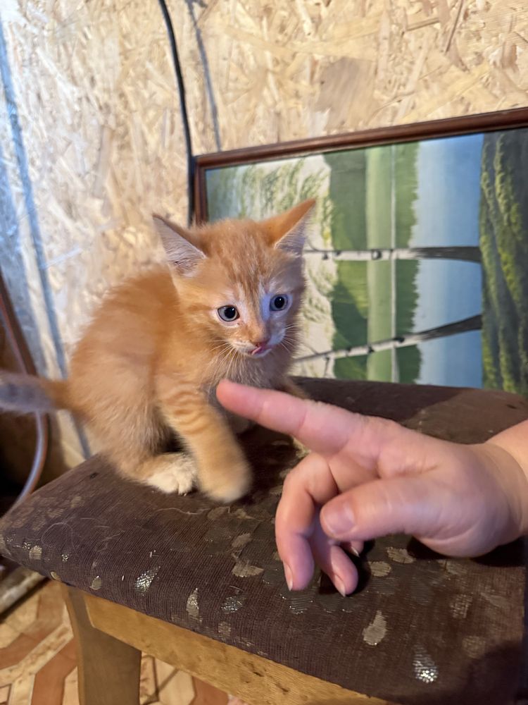 Отдам котят 1,5 мес. в добрые руки бесплатно