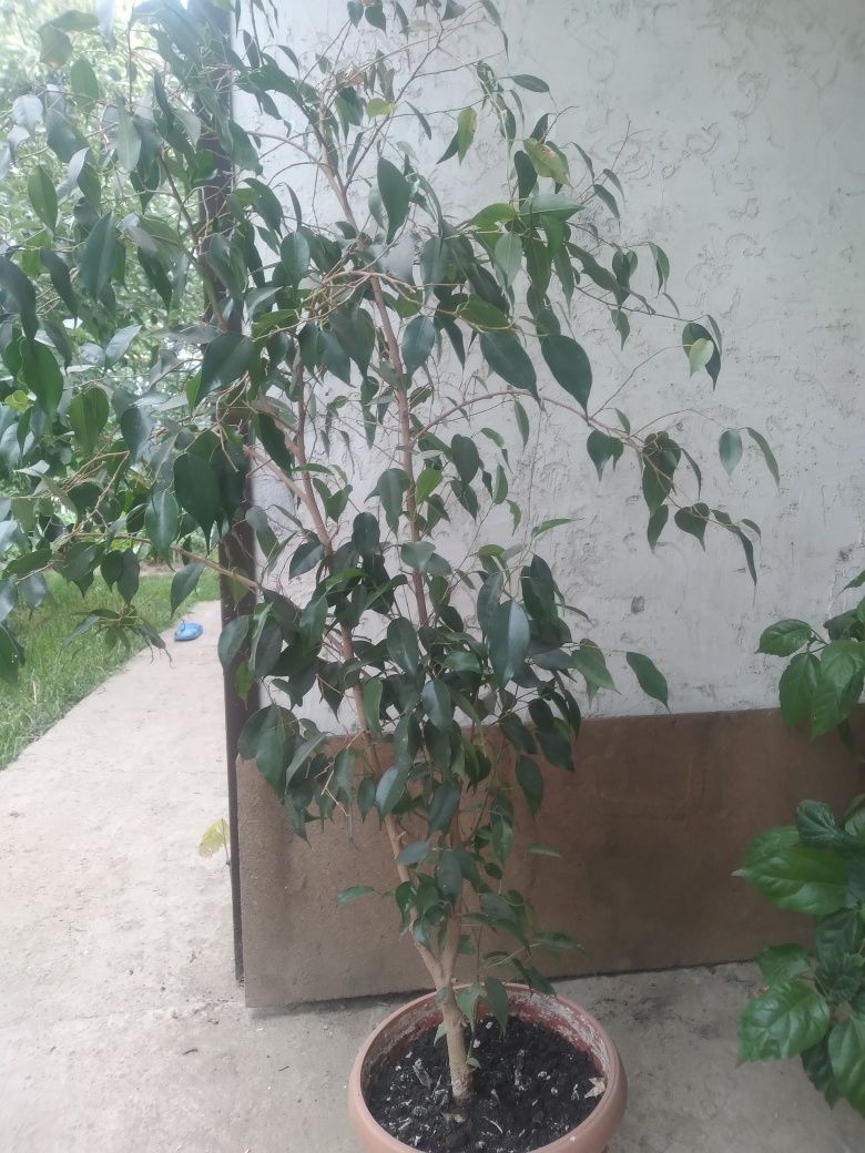 продажа фикус бенжамина