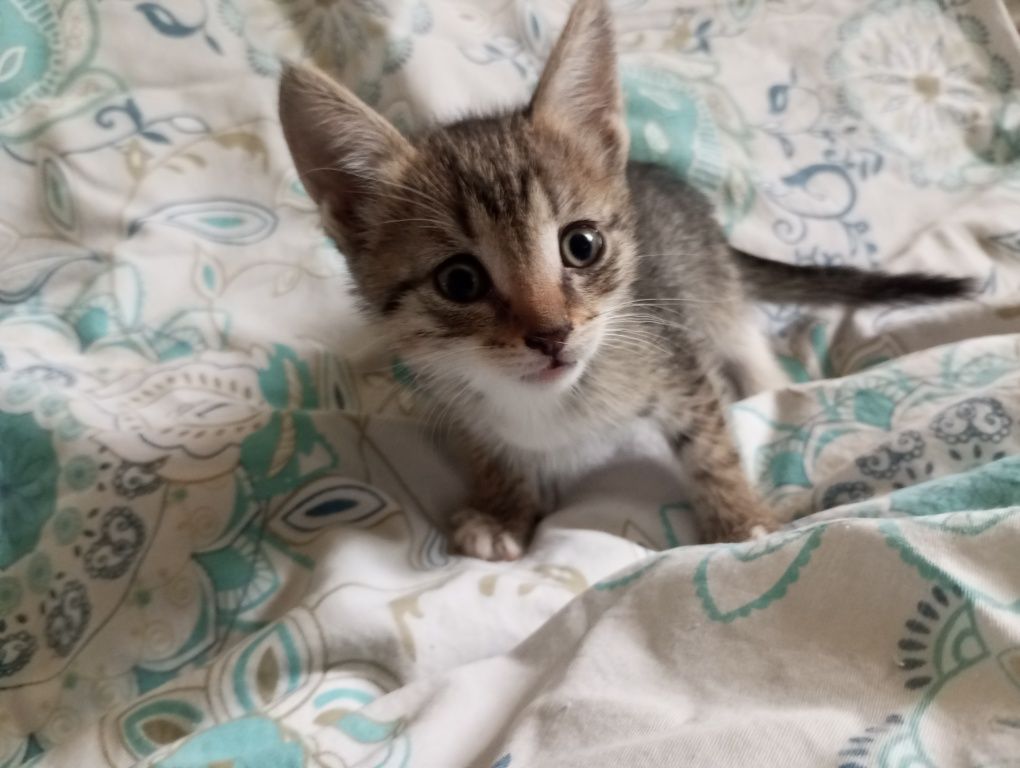 Котята в добрые руки 1,5 месяца