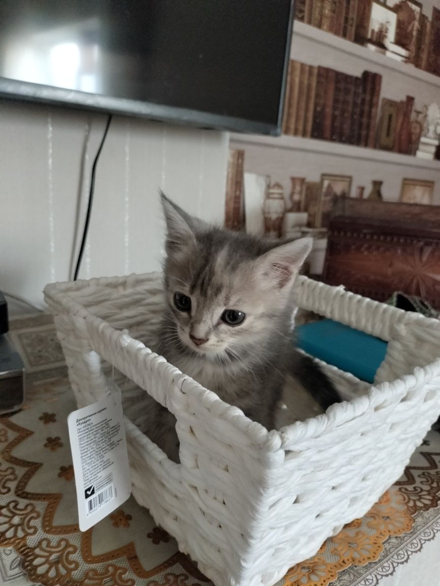 Отдам котят в добрые руки