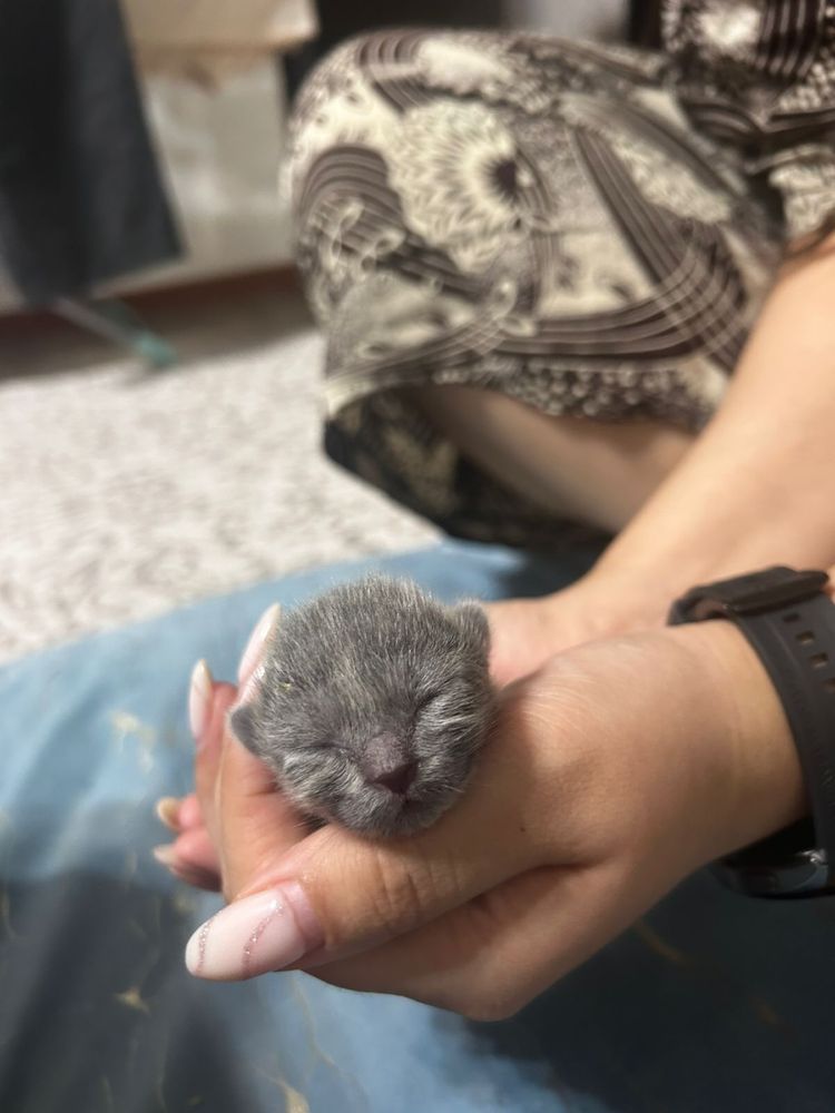 Котята родились 20.07.25