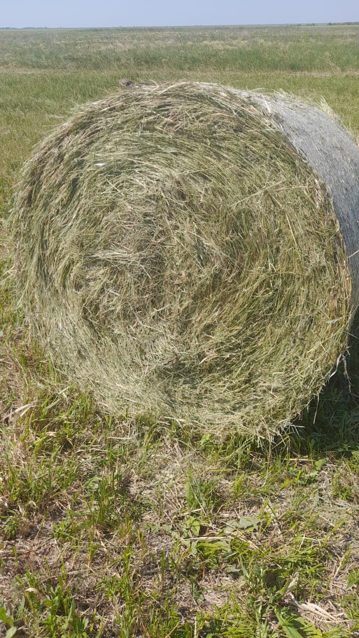 Продам сено в рулоне