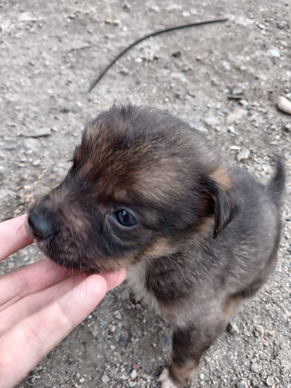Щенята, в добрые руки.