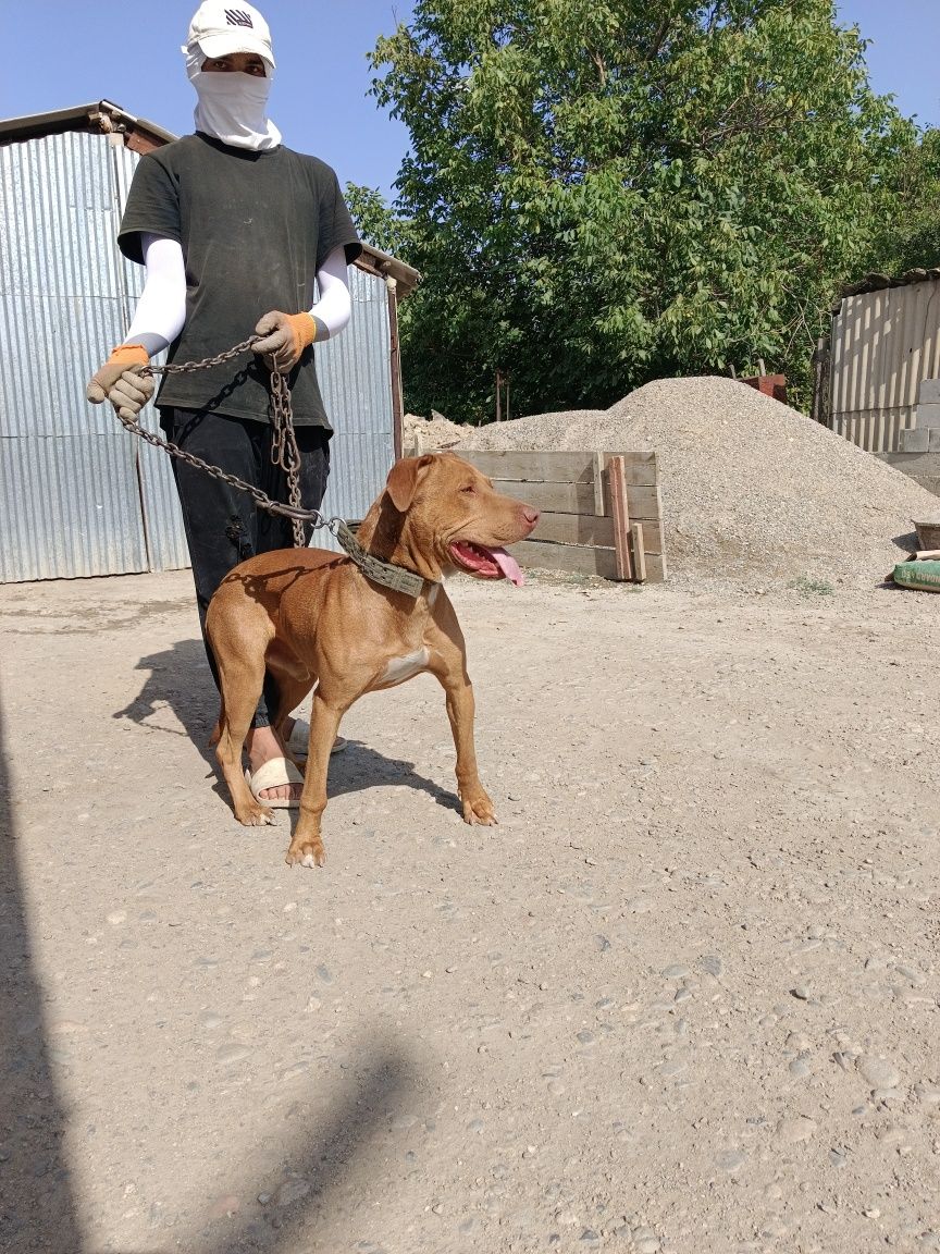 Продам питбул малчик