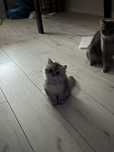 Котенок шотландский