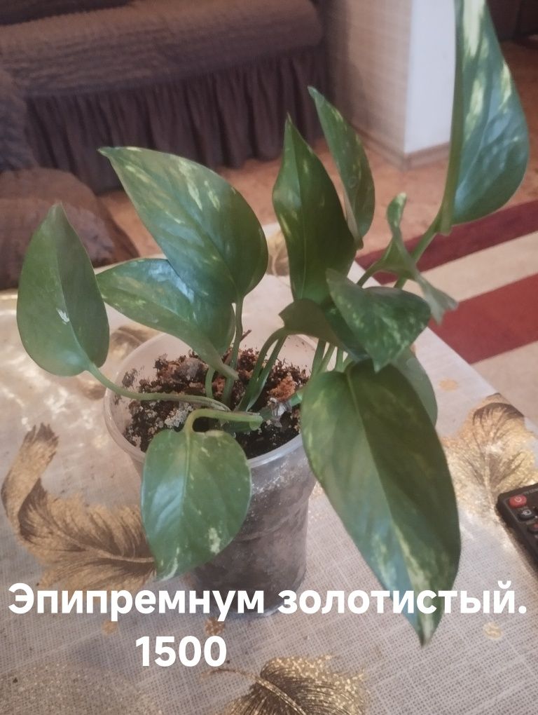 Продам комнатные  растения