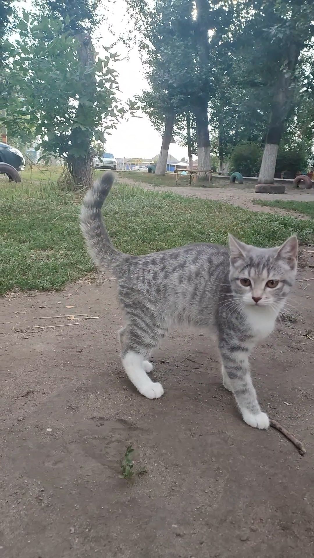 Котенок, 4 месяца, стерилизуем