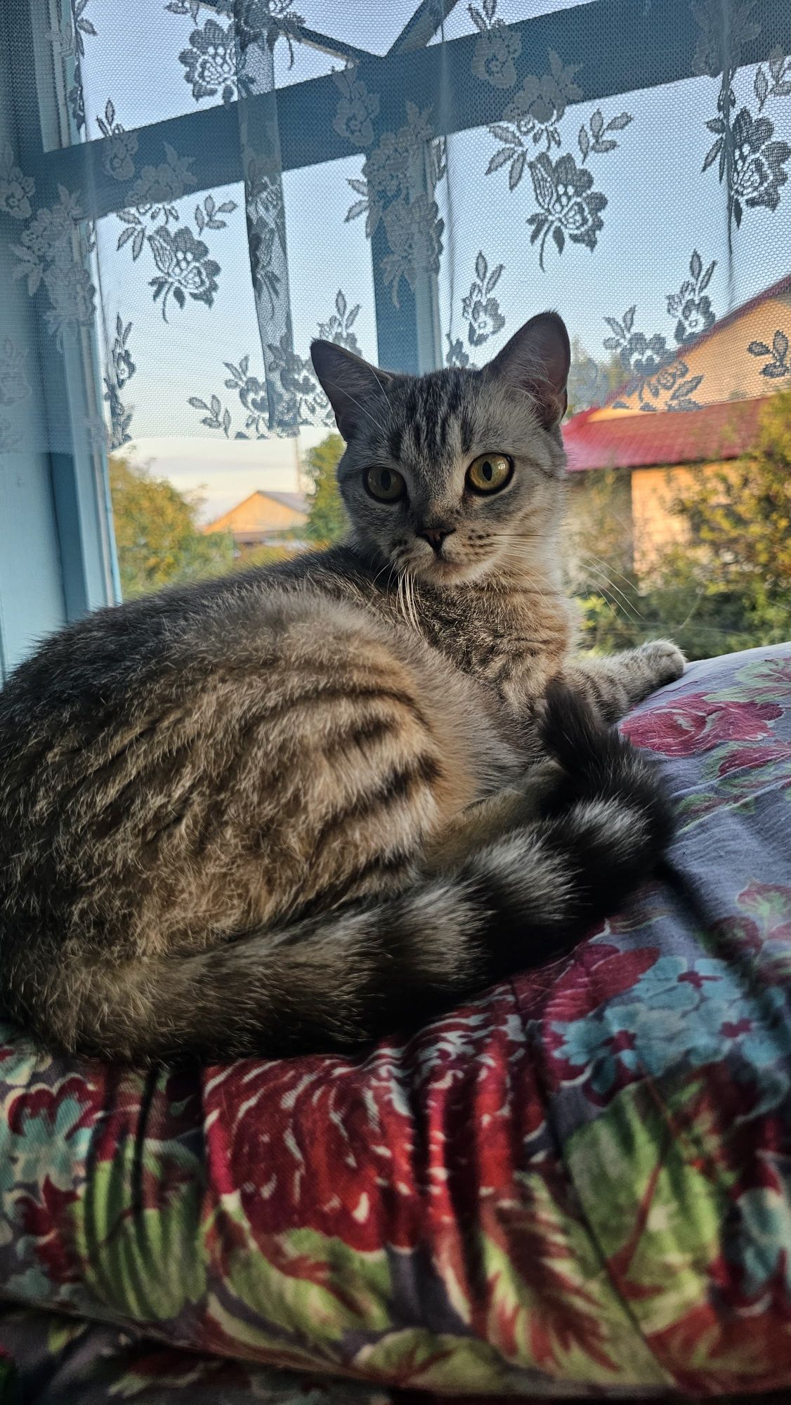 Котята шотландские