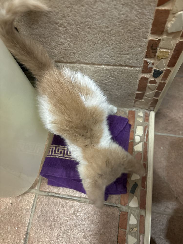 котенок в добрые руки !! отдам срочно !