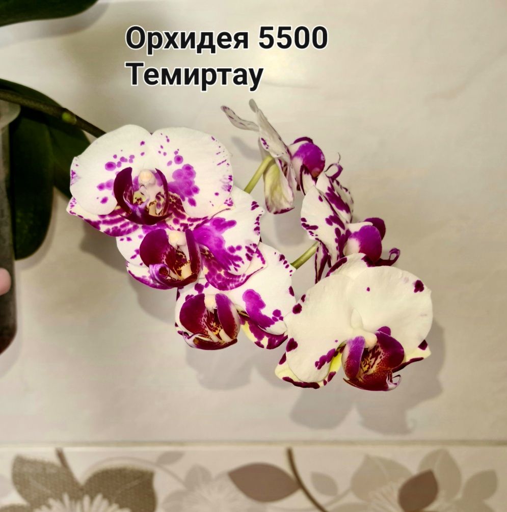 Фикус,Орхидея,Филодендрон,Сансевиерия,Опрыскиватель,Хойи