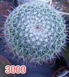 Кактусы от 3000тг,  уже взрослые, разные, большие размерыг
