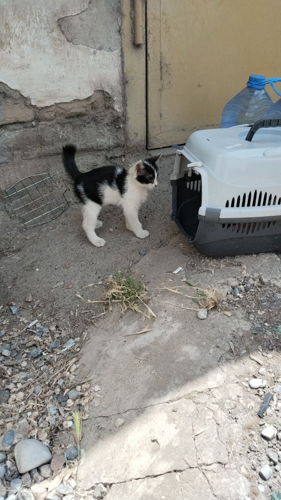 Котенок мальчик 2месяца