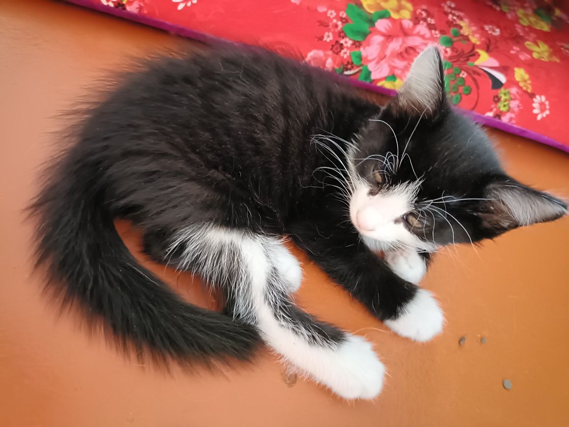 Пародистый котят