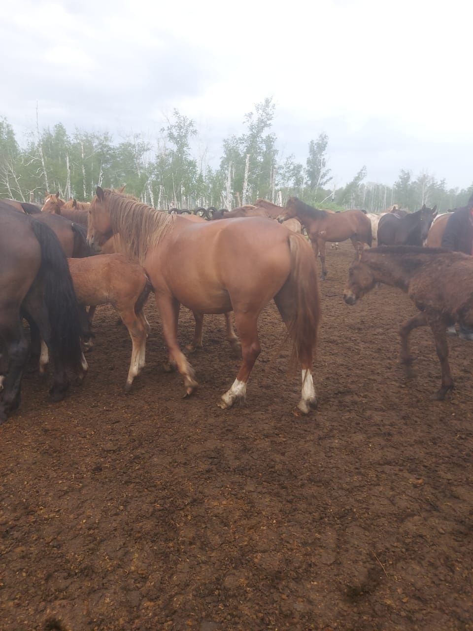 Продам жеребую кобылу
