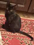 Отдам в добрые руки  котенок 2 мес мальчик