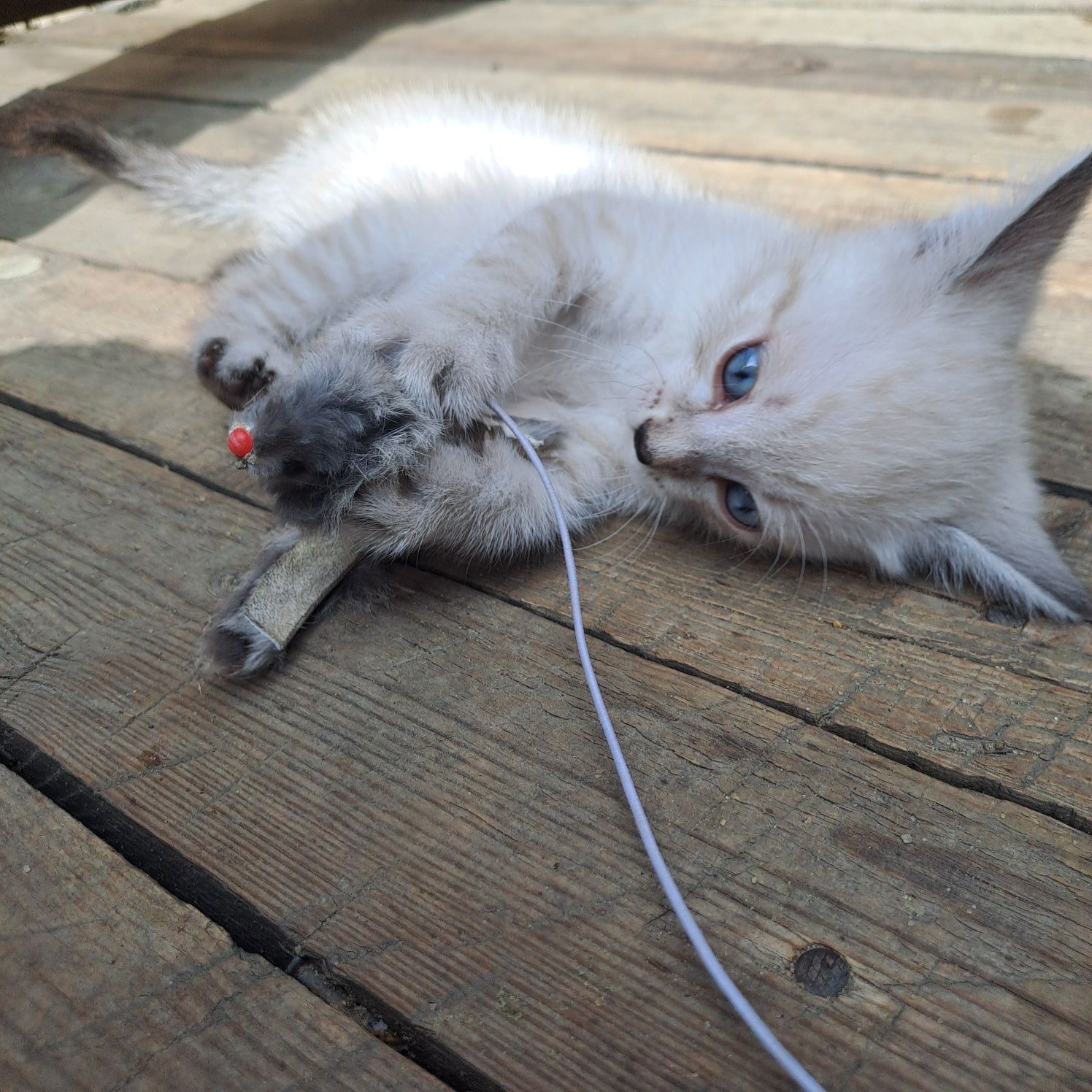 Отдам котика в добрые руки