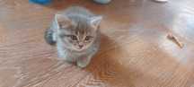Отдам котят в добрые руки.