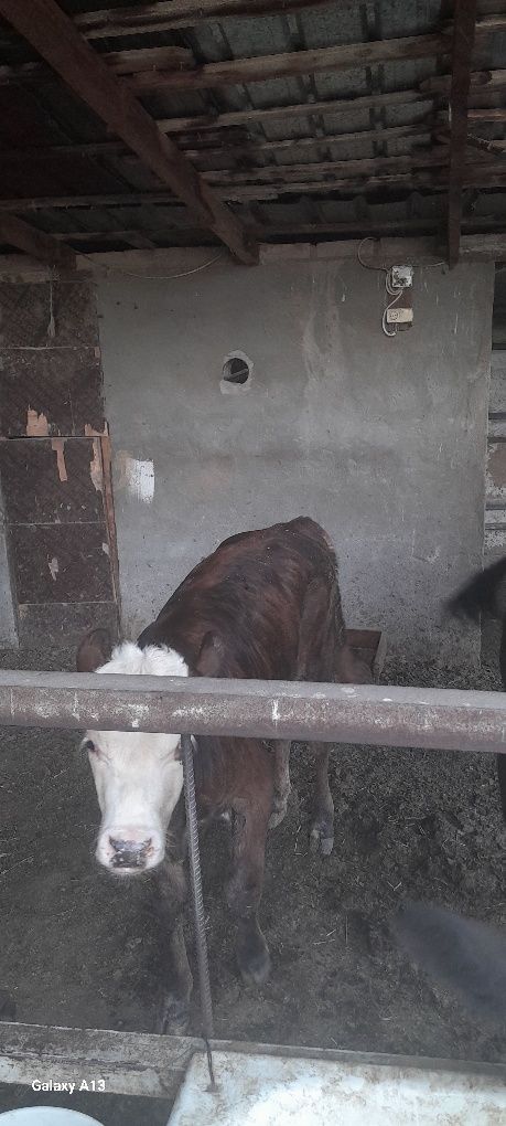 Продам корову с теленком