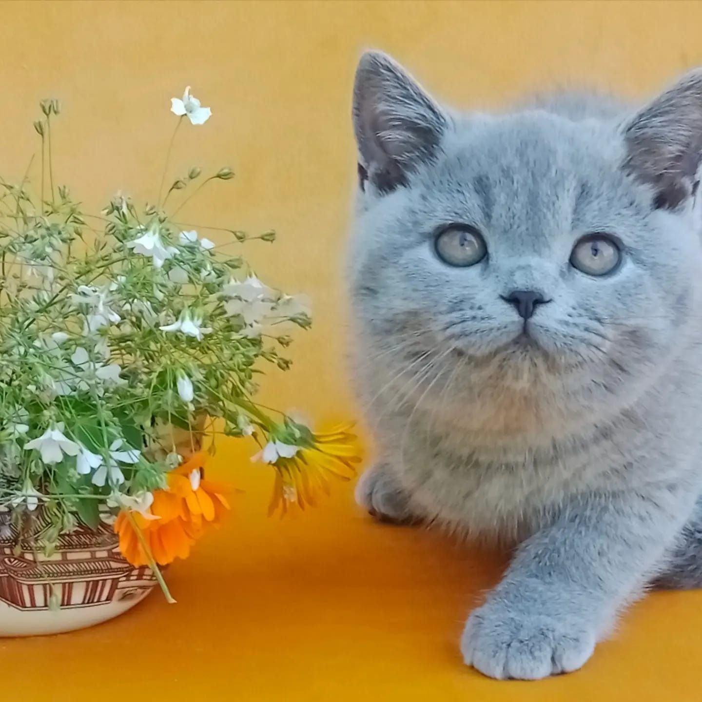 Котята чистокровные