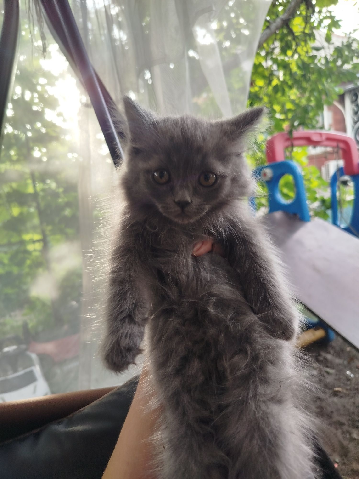 Отдам двух котят в добрые руки