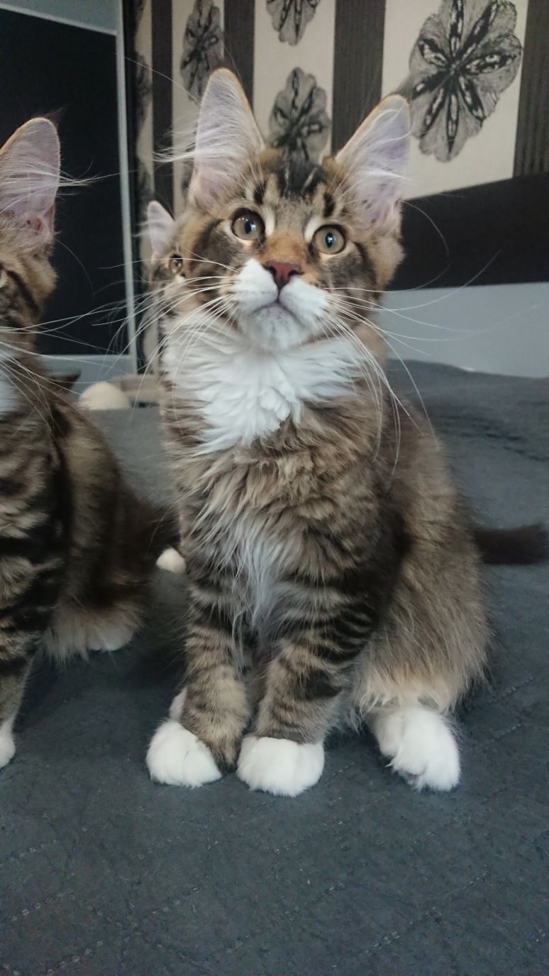 Котята породы Мейн-кун