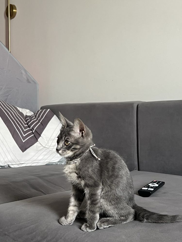 Отдам кота 1 Алмата