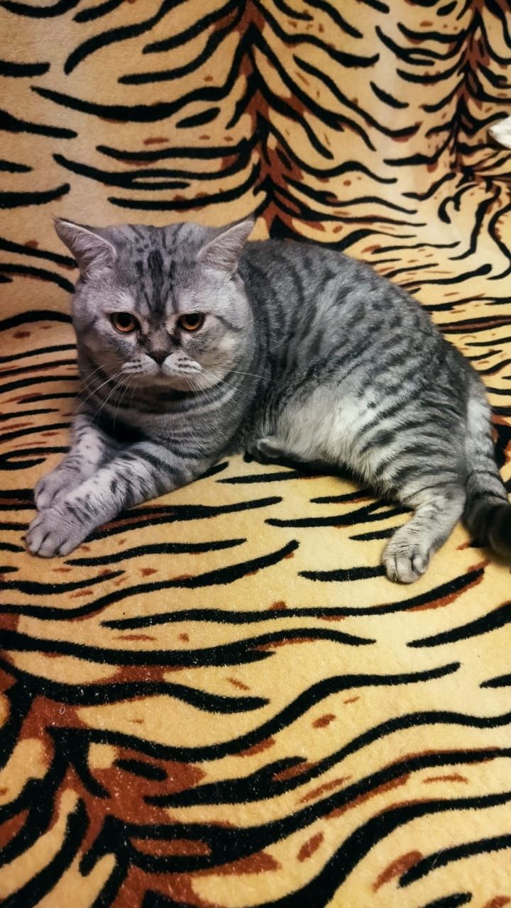 Котик для вязки, цена 5000 тг