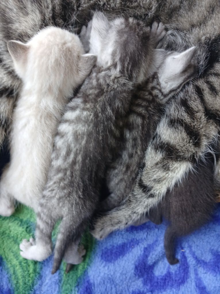 отдам котят  1 месяц