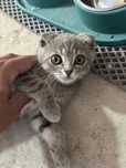 Шотландская кошка
